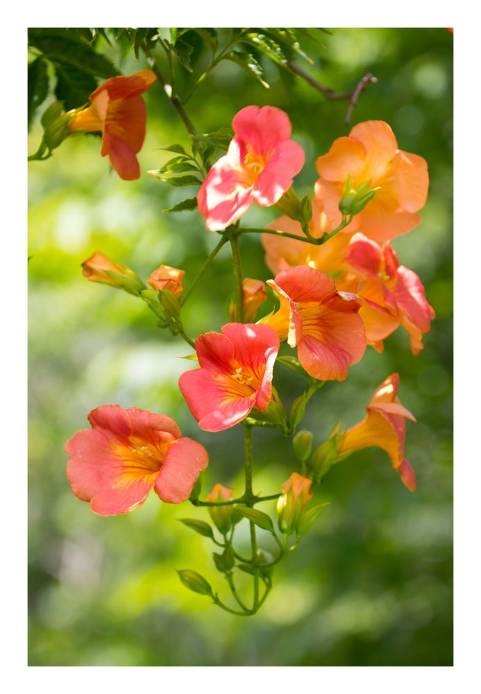 Blooming red flower -2