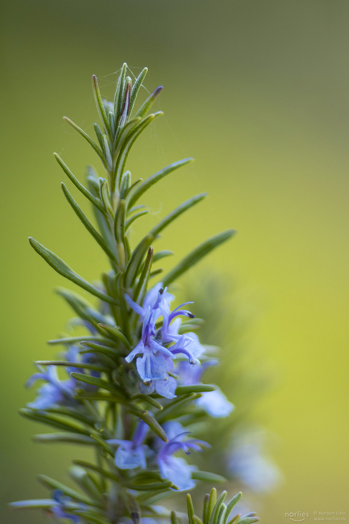 Blooming rosemary