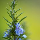 Blooming rosemary