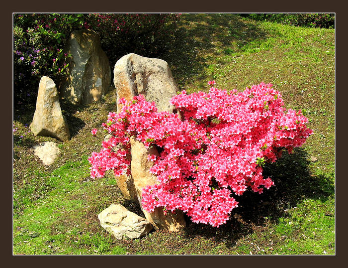 Blooming stone - Azalea