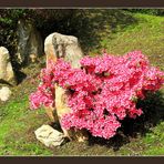 Blooming stone - Azalea