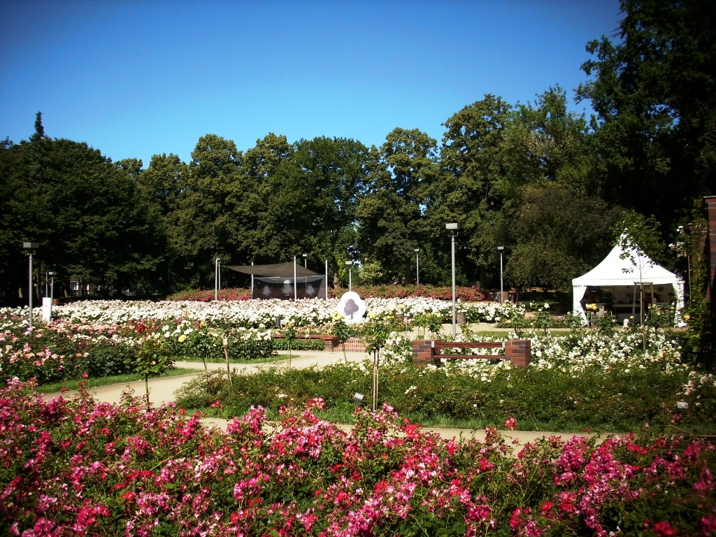 Blooming time in rose garden