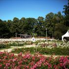 Blooming time in rose garden