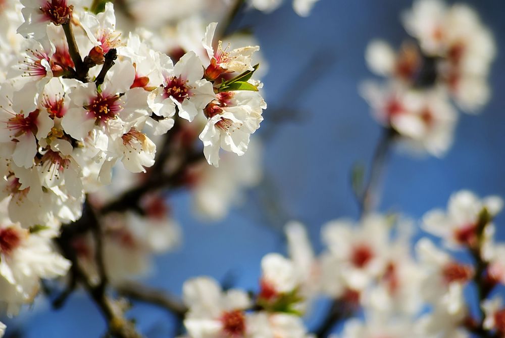 Blooming tree