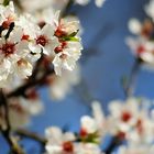 Blooming tree