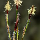 Blooming true sedges