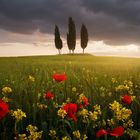 Blooming Tuscany