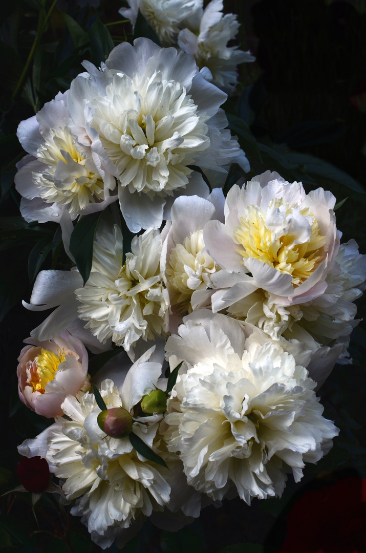 Blooming White Dresses