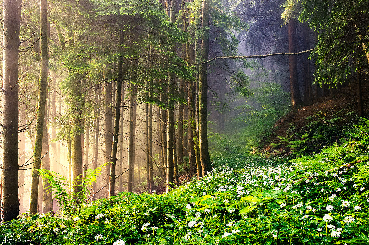 Blooming wild garlic