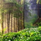 Blooming wild garlic