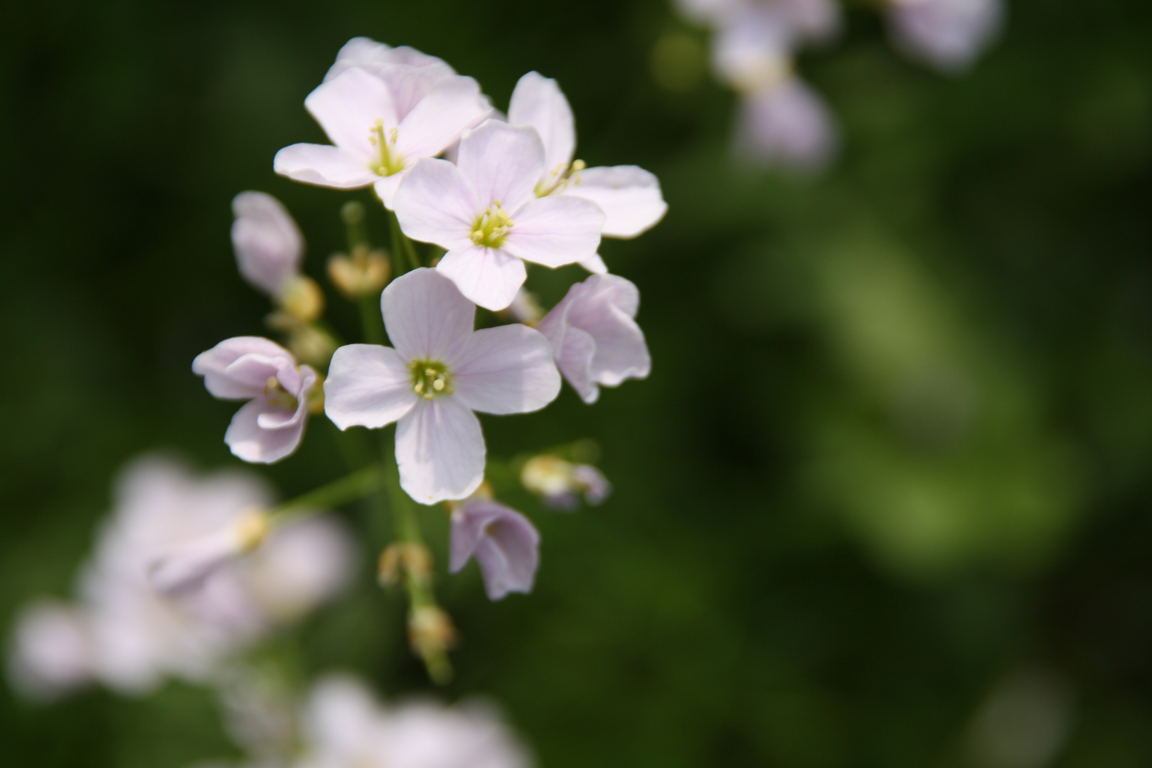 blooming wildflower