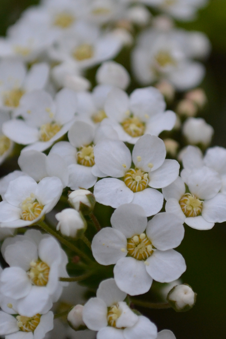 Blooms