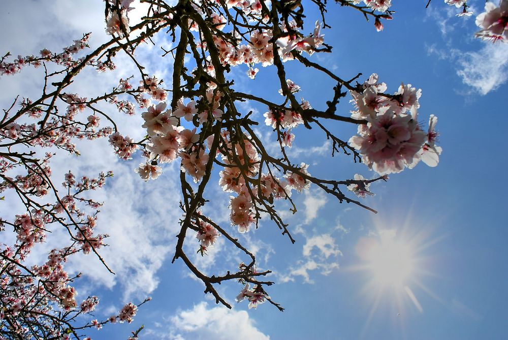 Blooms and sun