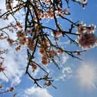 Blooms and sun