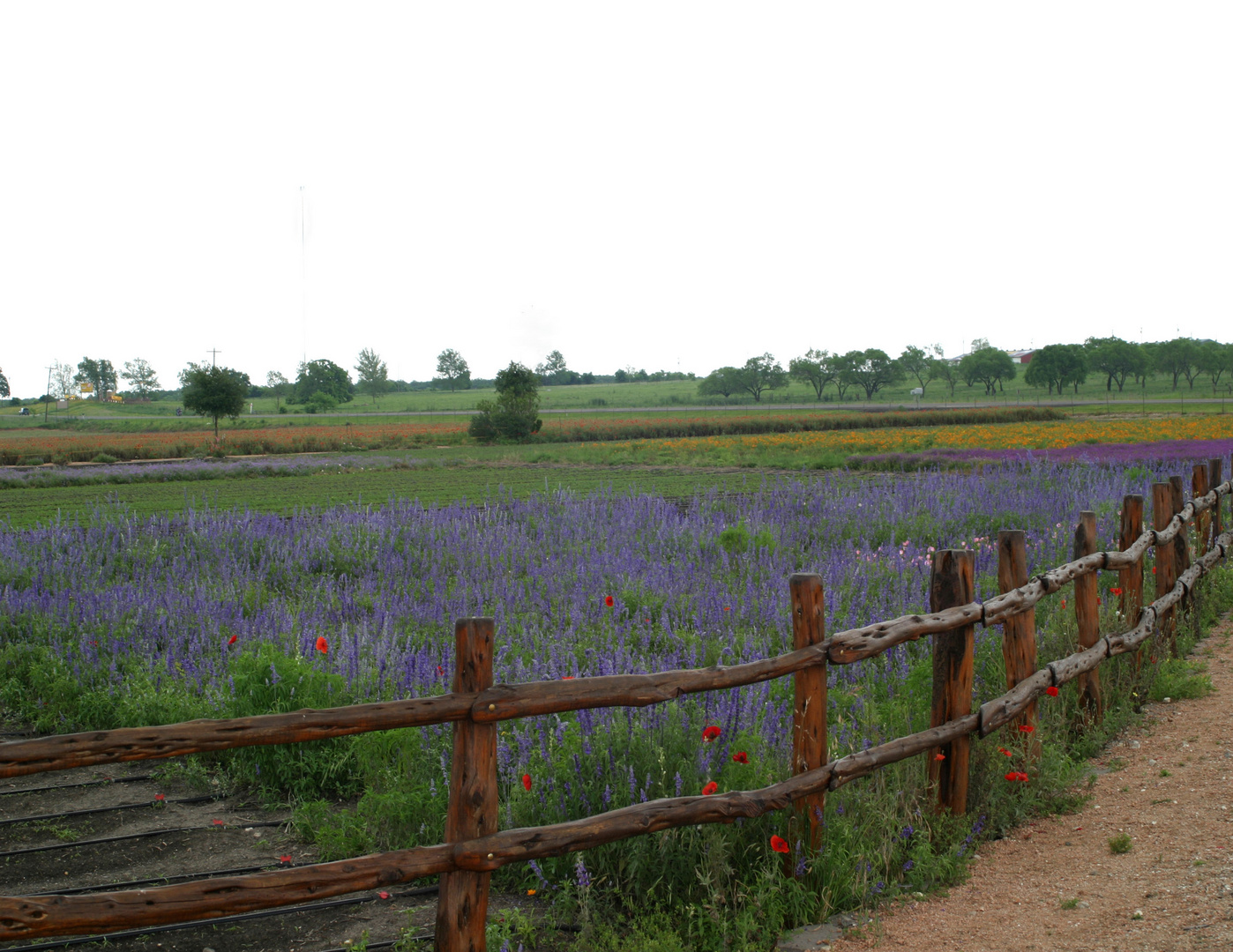 Blooms in Fredricksburg