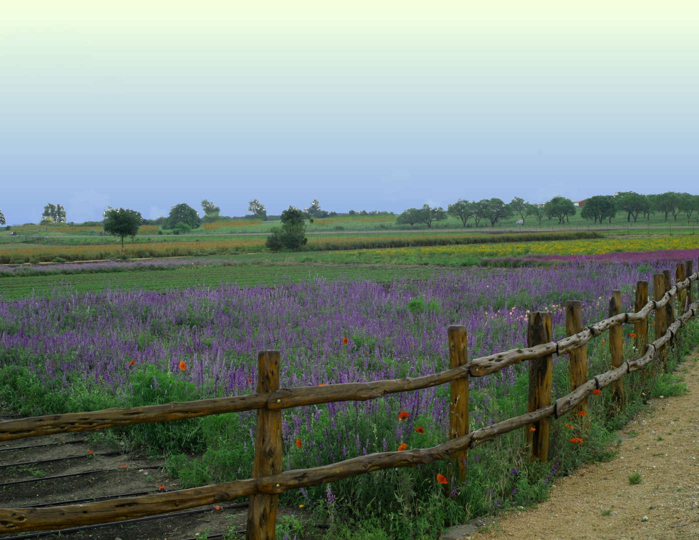 Blooms in Fredricksburg with Clouds