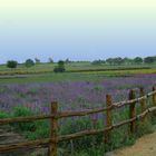 Blooms in Fredricksburg with Clouds