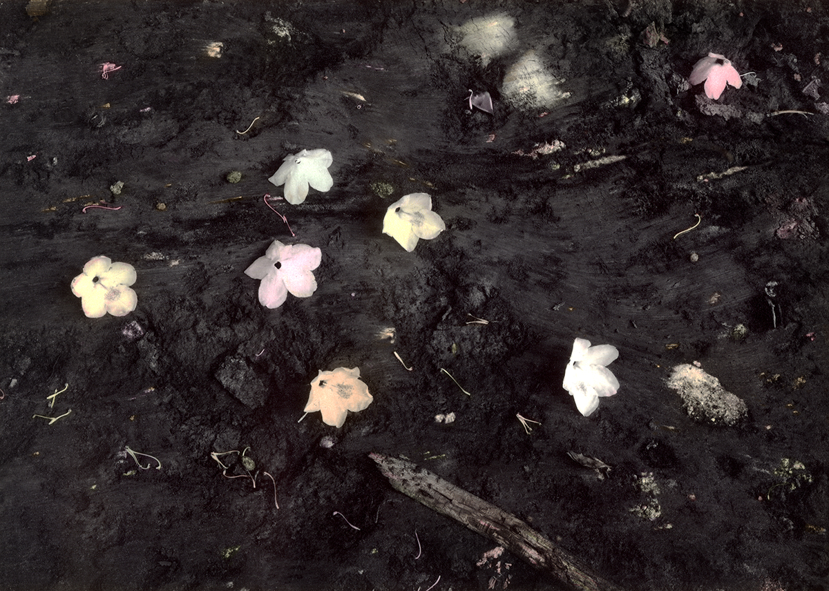 Blooms On Clay-Oil Tinted