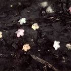 Blooms On Clay-Oil Tinted