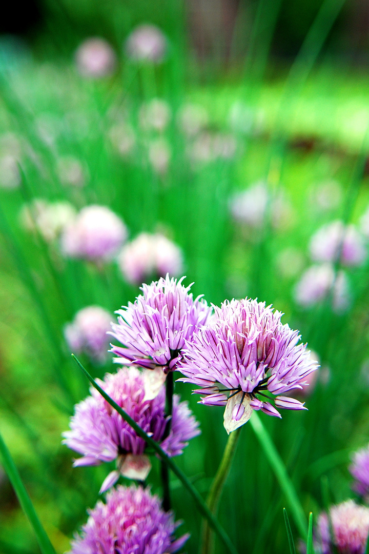 Bloomy Chives