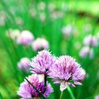 Bloomy Chives