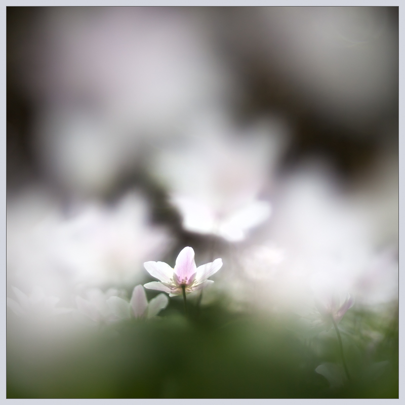 Bloomy Clouds