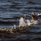 Blos weg, der Seeadler kommt