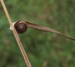 Bloß ein welker Grashalm...