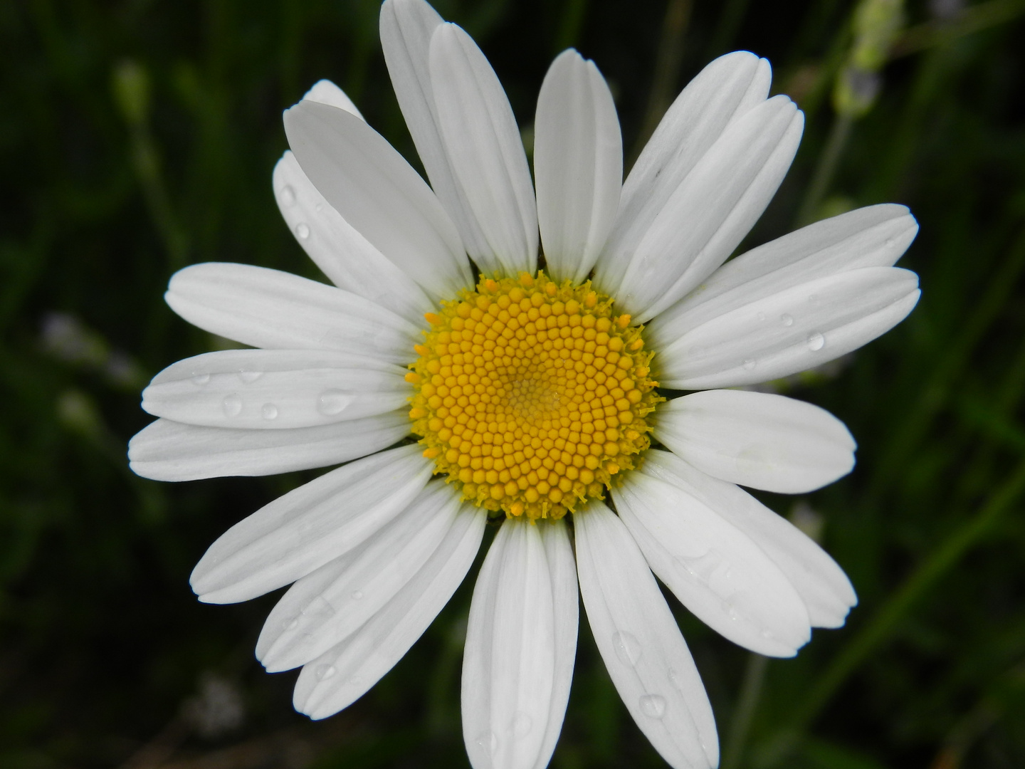 Bloß keine "Sti(e)l-Blüten"...