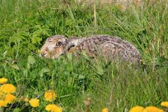 Bloß keinen Osterstreß!