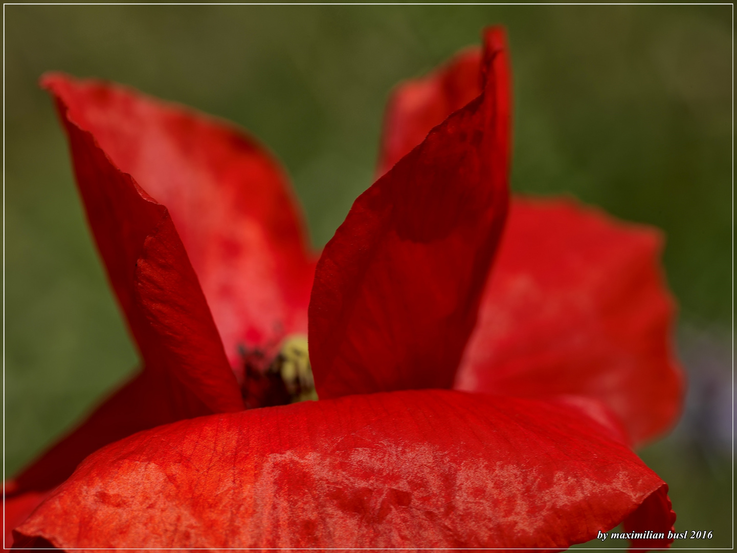 Bloß Klatschmohn