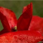 Bloß Klatschmohn