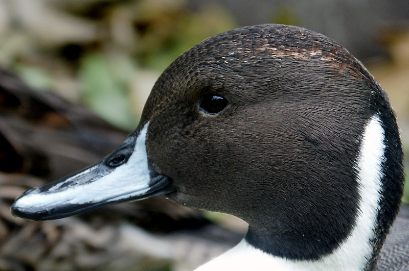 Bloß 'ne Ente