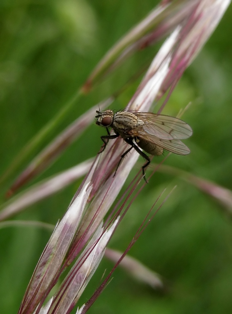 Bloß ´ne Fliege