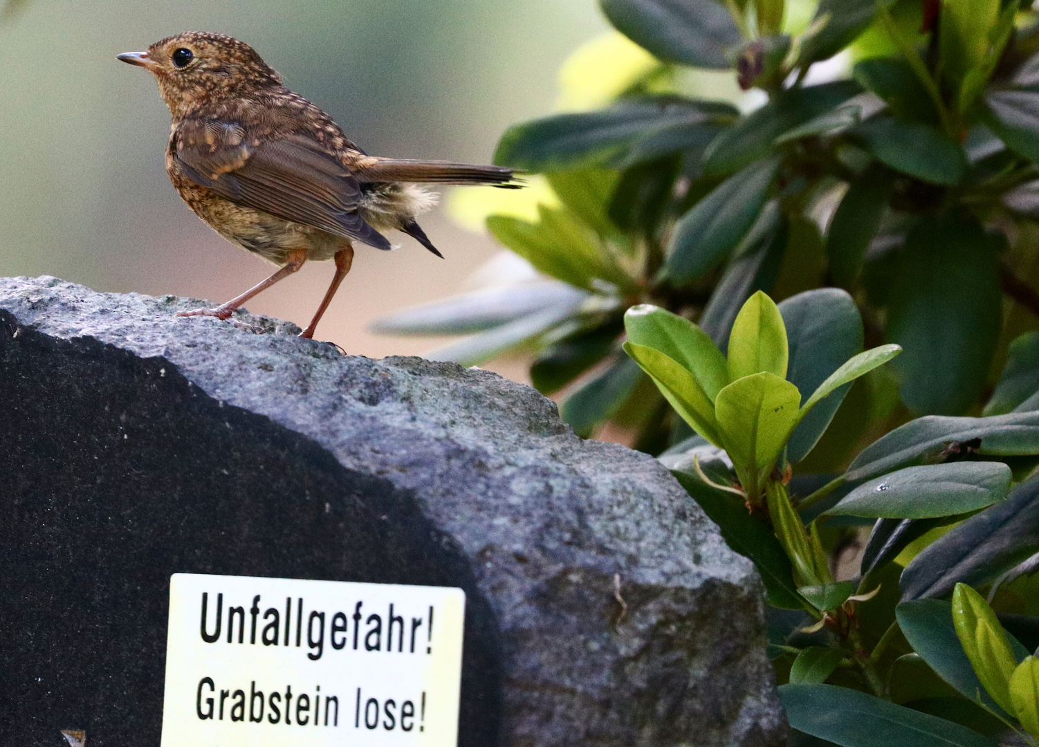 Bloß nicht so laut zwitschern!