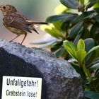 Bloß nicht so laut zwitschern!