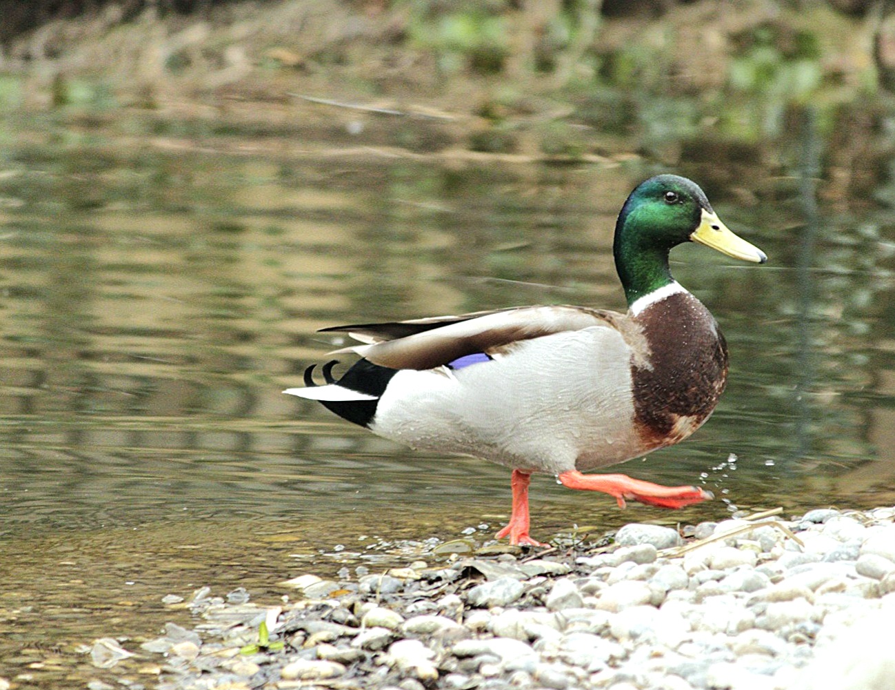 Bloss raus aus dem kühlen Nass