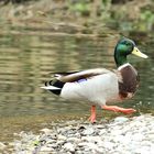 Bloss raus aus dem kühlen Nass