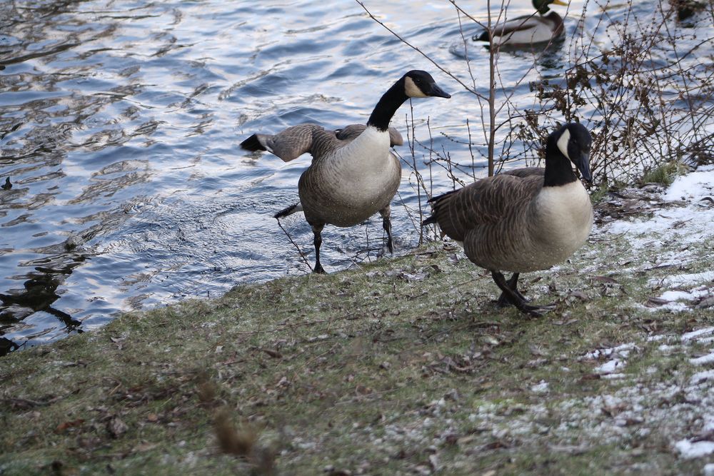 Bloss Raus Hier Ist Ja Arsch Kalt Foto Bild Tiere Natur Bilder Auf Fotocommunity