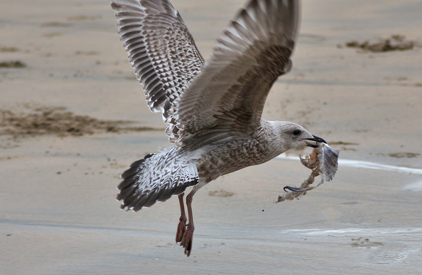 Bloss Schnell Weg Hier Foto Bild Tiere Wildlife Wild Lebende Vogel Bilder Auf Fotocommunity