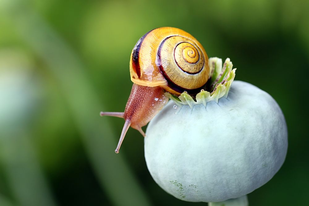 bloß weg........