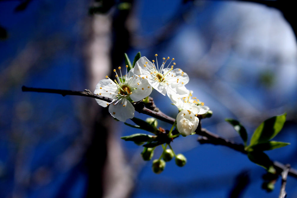 Blossom