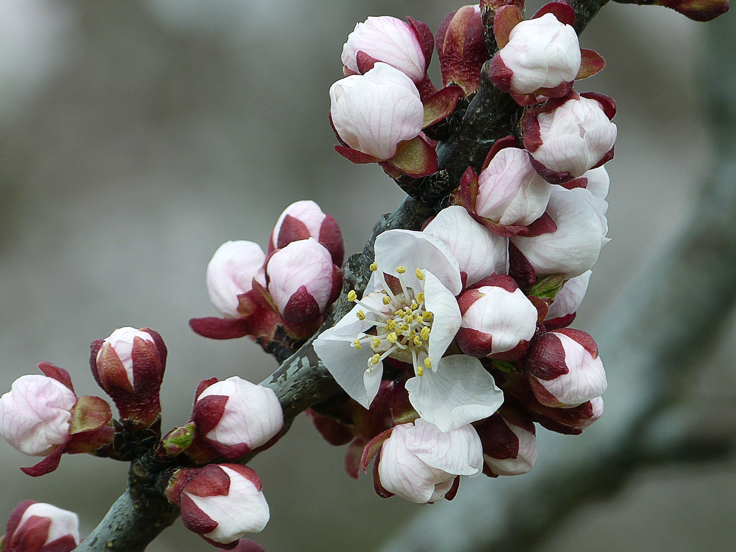 Blossom