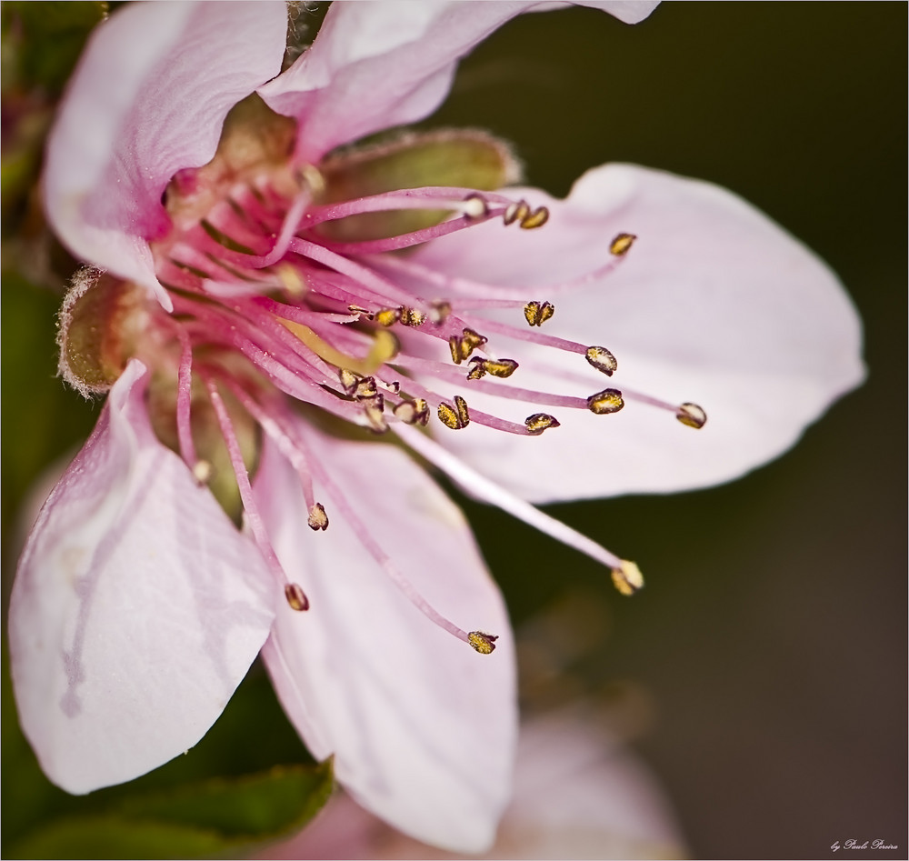 blossom beauty