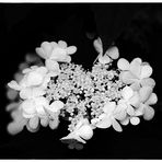 blossom bw II