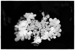 blossom bw II