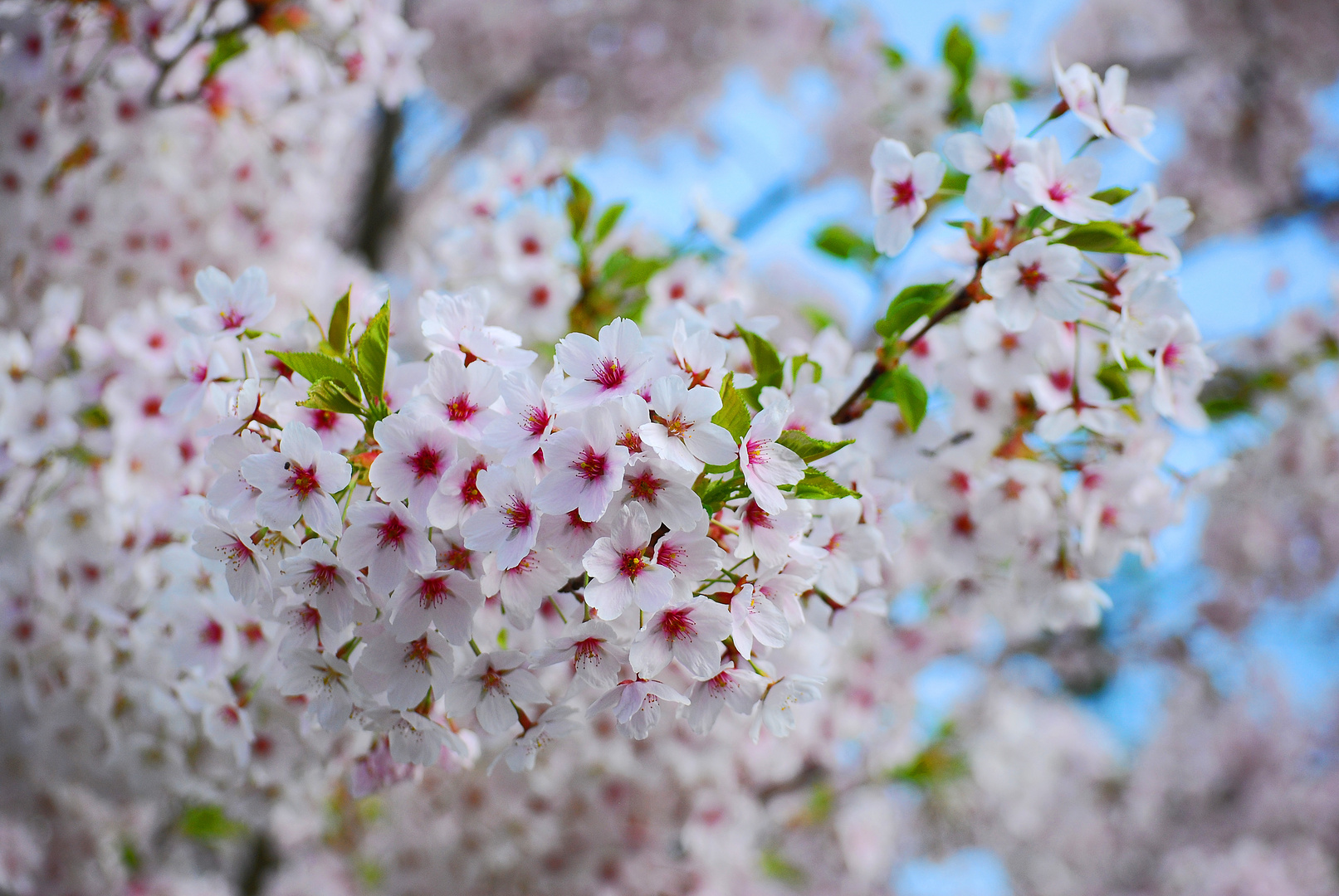 Blossom Cocktail