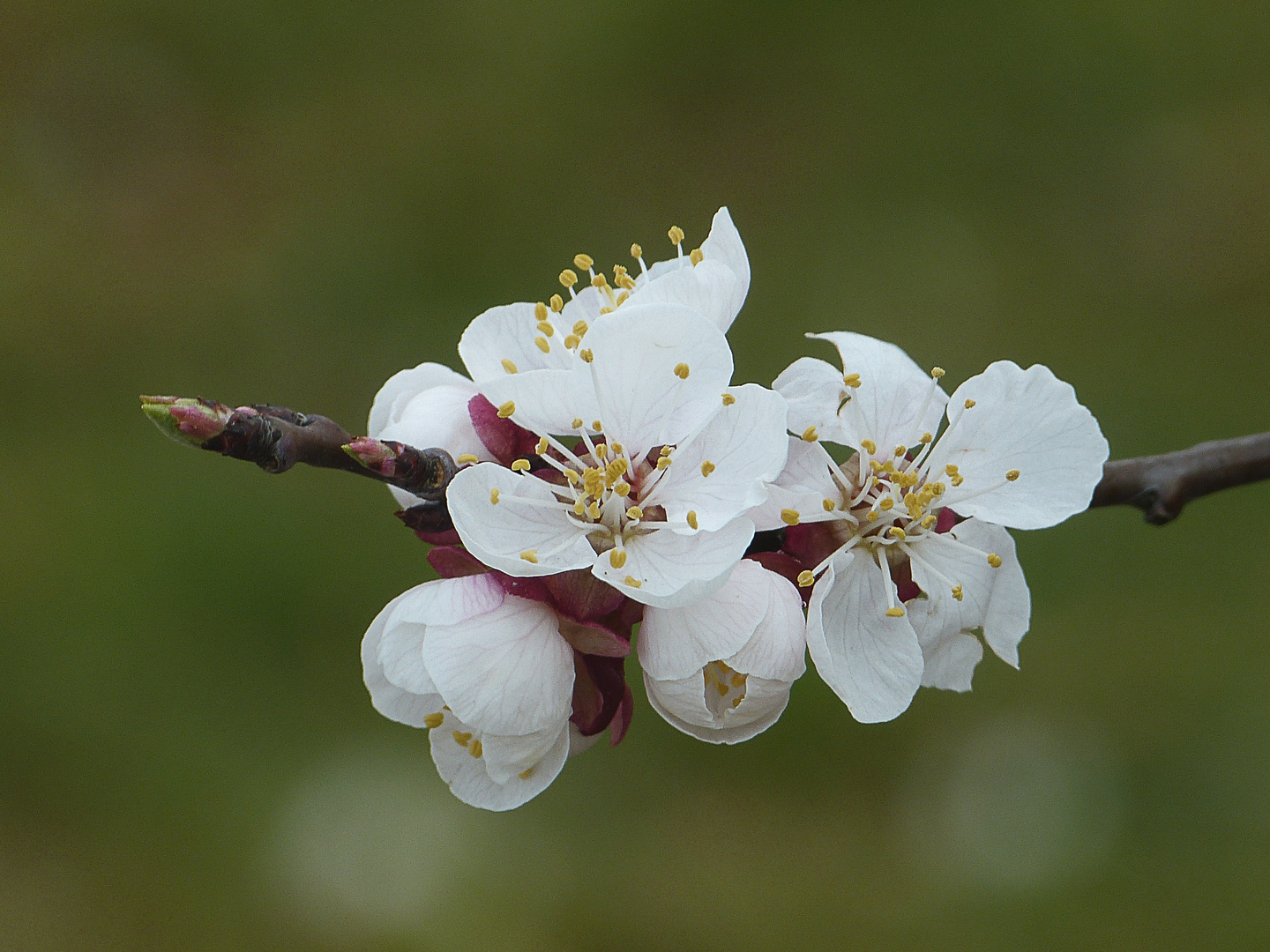 Blossom II