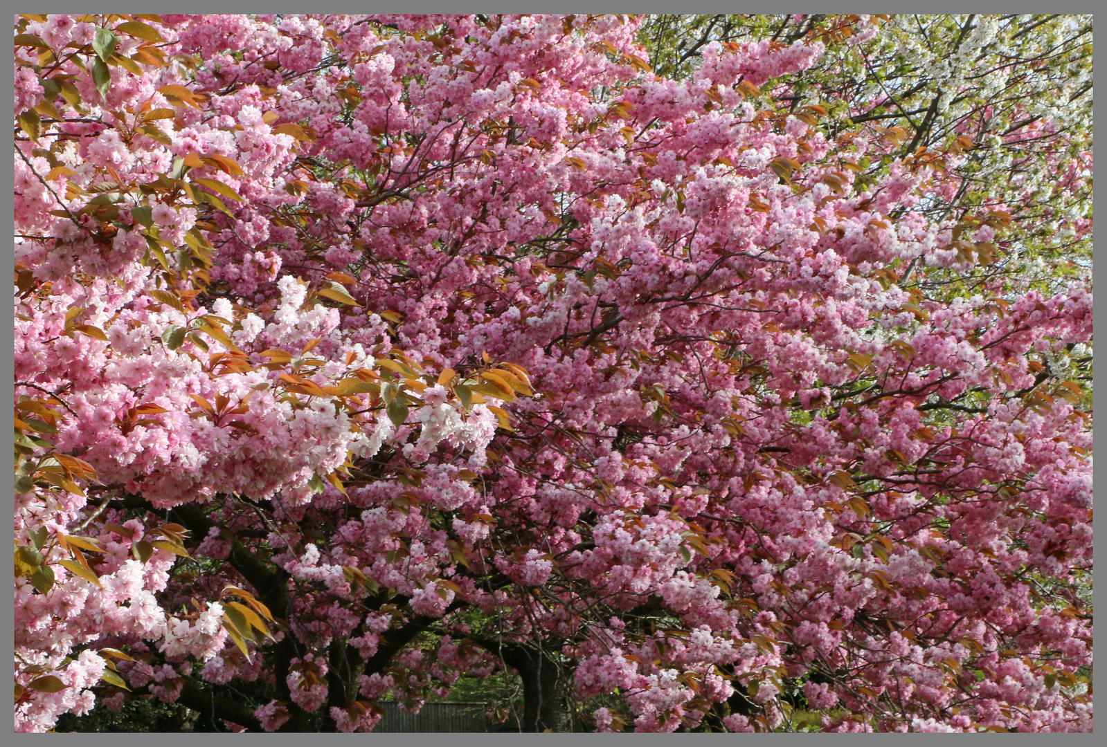 Blossom in grove park Gosforth 11