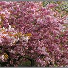 Blossom in grove park Gosforth 11